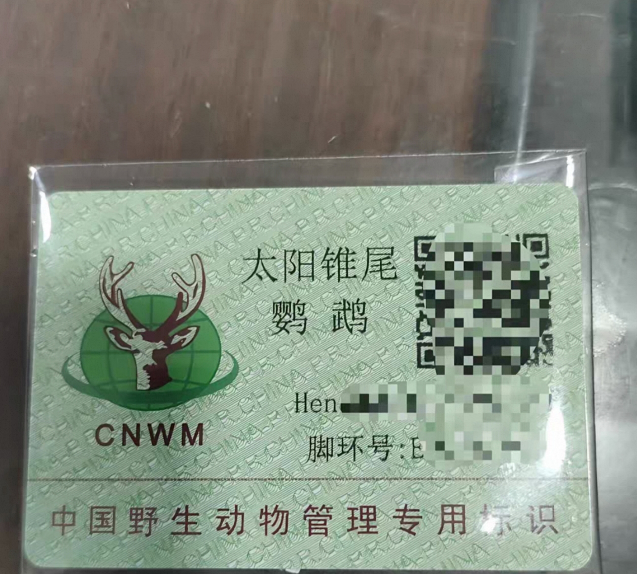 凤梨小太阳鹦鹉 带合法标识850出 全国包邮